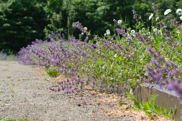 Salvia floreciente en un brillante día soleado de verano