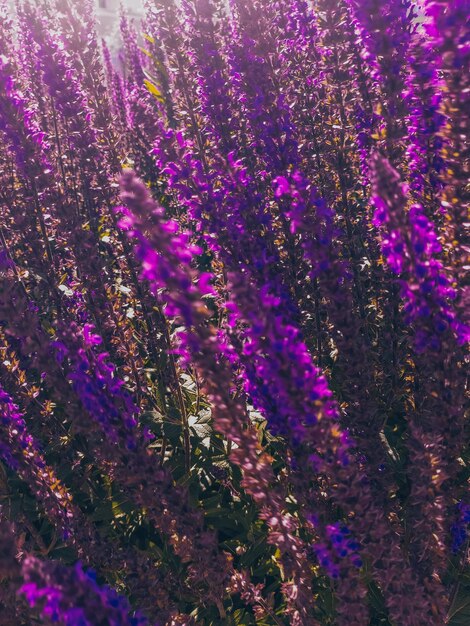 Sálvia florescendo Flores roxas longas e brilhantes de sálvia de carvalho Fundo floral de verão