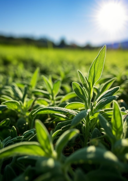 La salvia fresca creciendo en un campo en un buen día soleado