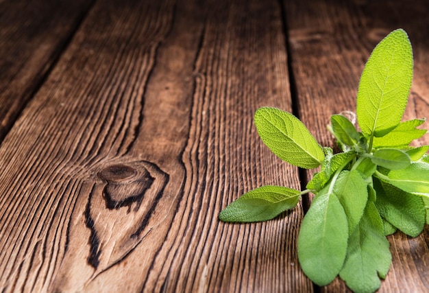 Salvia fresca