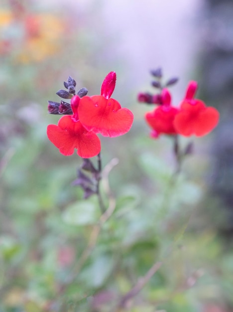 Salvia microphylla no jardim