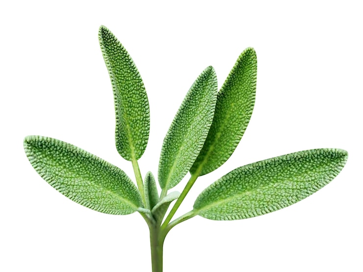 Foto salvia officinalis gartensalbei hat eine lange geschichte der medizinischen und kulinarischen verwendung