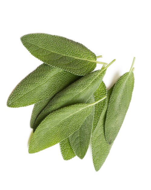 Foto salvia officinalis té de salvia verde sobre un fondo blanco