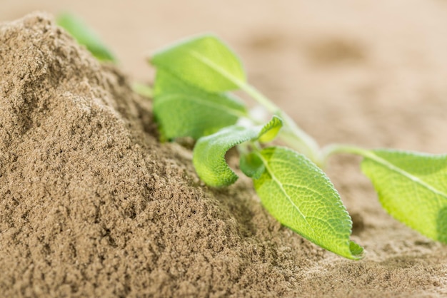 salvia en polvo