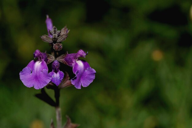 Foto la salvia de roca