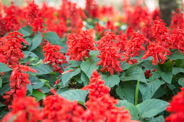 Salvia roja (Salvia splendens)