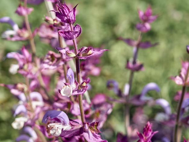 Salvia sclarea floreciente en el jardín.