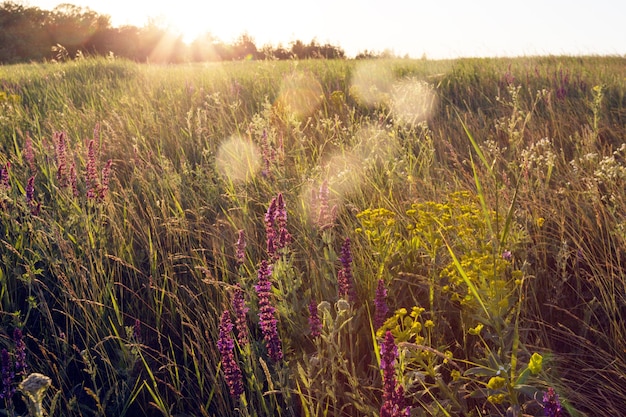 Salvia. Sommerwiese mit Salbei in der Sonnenuntergangszeit