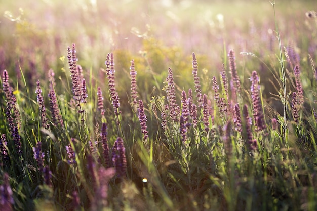 Salvia. Sommerwiese mit Salbei in der Sonnenuntergangszeit