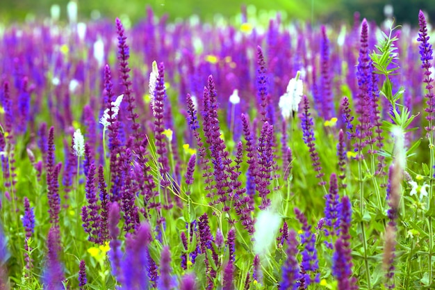 Salvia. Sommerwiese Salbei Hintergrund