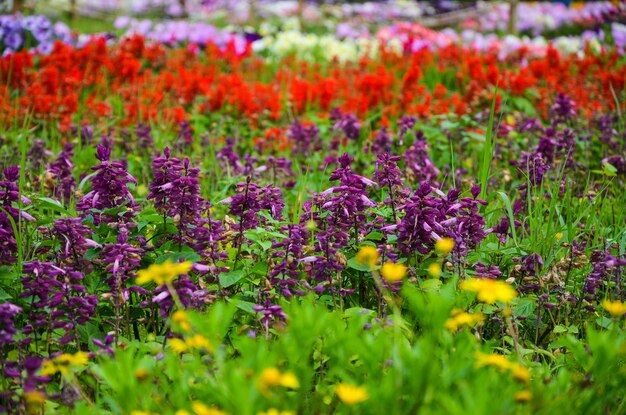 Salvia splendens im Park