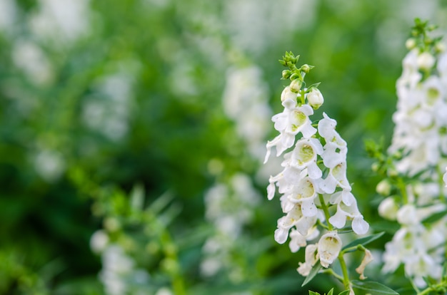 Salvia weiße Blüten