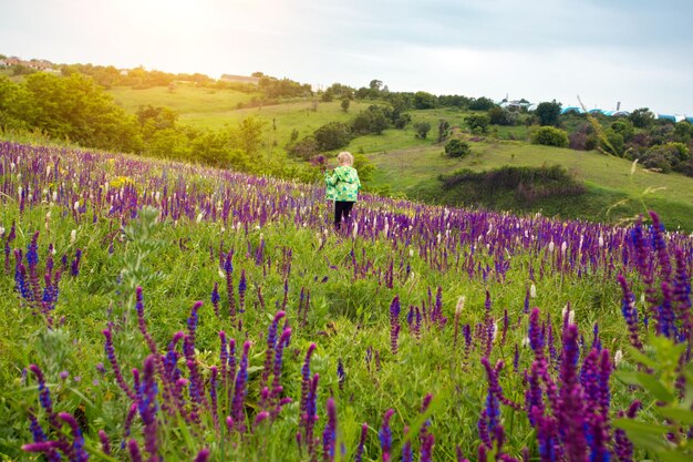 Salvia