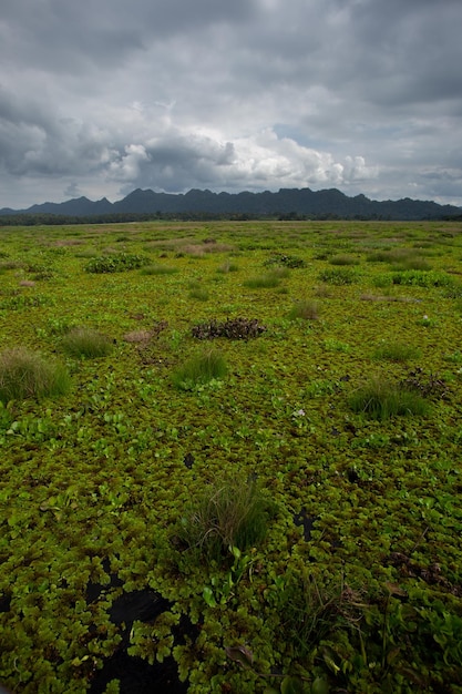 Salvinia cucullata Roxb ex Bory o helecho acuático que crece sobre el agua