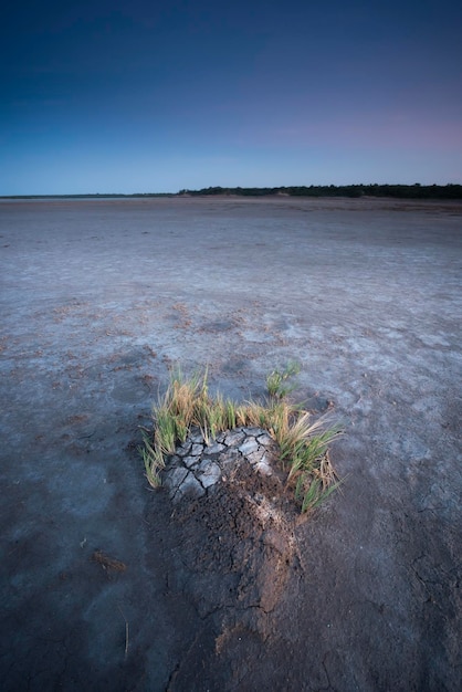 Salzige Vegetation in einer Halbwüstenumgebung La Pampa Provinz Patagonien Argentinien