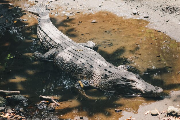 Salzwasserkrokodil Crocodylus porosus oder Salzwasserkrokodil oder australisches Indo-Krokodil oder Maneater-Krokodil beim Sonnenbaden im Sumpf