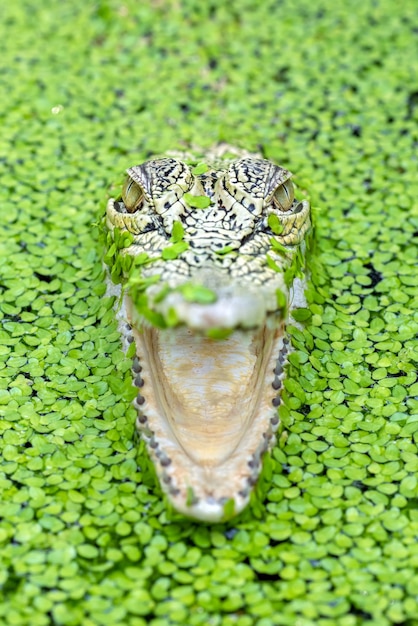 Salzwasserkrokodil in einem Teich voller Algen