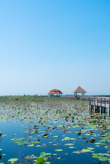 Sam Roi Yot Süßwassermarsch oder Bueng Bua Khao Sam Roi Yot Nationalpark