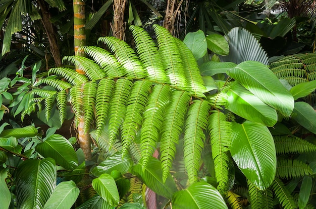 Samambaia da floresta DryopteridaceaeNorte da Tailândia