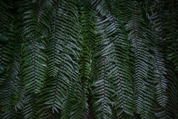 Samambaia deixa fundo Folhagem exuberante escura de samambaia de espada gigante ou nephrolepis biserrata Para design de site, banner de vendas de verão, cartão de visita floral, papel de parede de natureza de verão