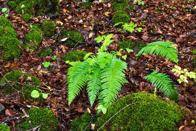 Samambaia em uma floresta úmida