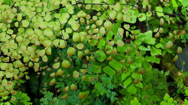 Samambaia Maidenhair na floresta tropical