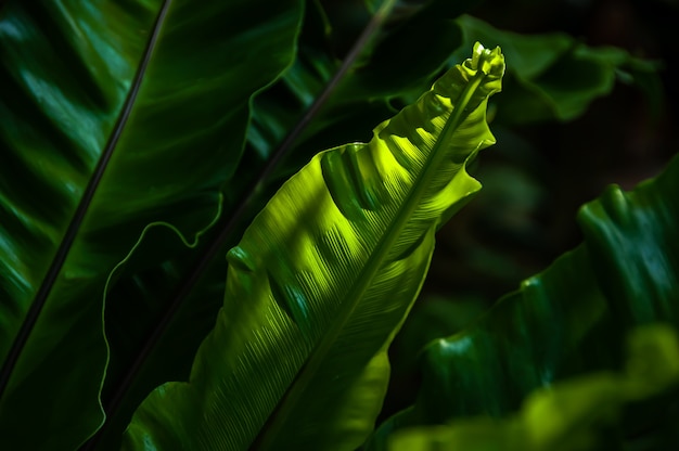 Samambaia muito verde sendo iluminada por uma luz suave, criando uma atmosfera natural agradável