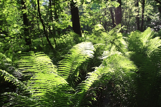 Samambaia na floresta com luz do sol