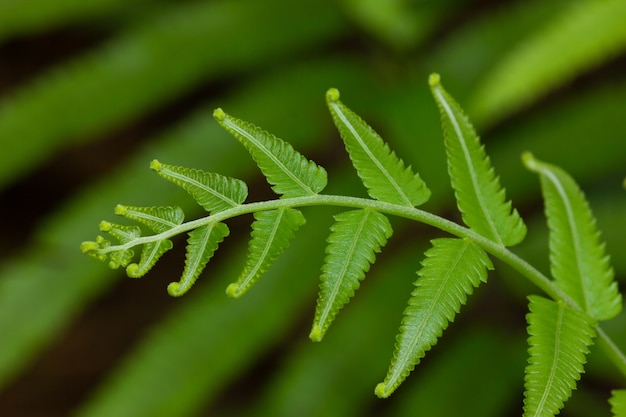 samambaia na floresta tropical