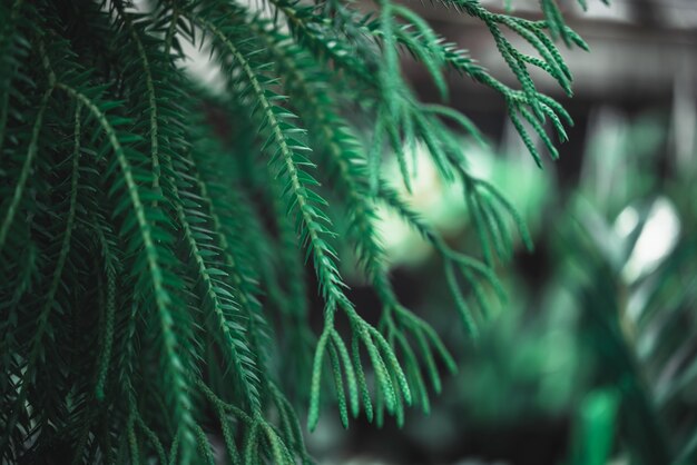 Foto samambaia na natureza ambiente verde