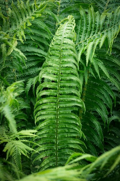 Samambaia na selva tropical. Folhas de samambaia com uma planta.