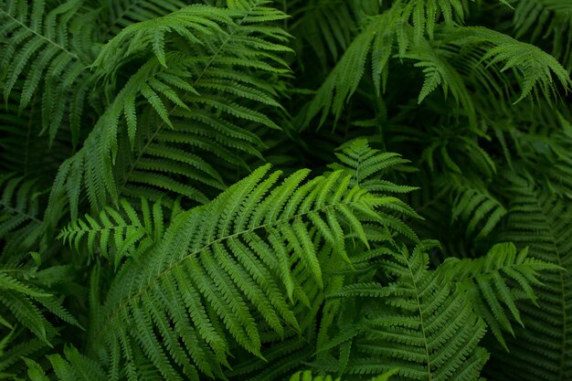 Samambaia, planta verde, fundo de folhas, close-up