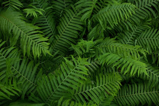 Samambaia, planta verde, fundo de folhas, close-up