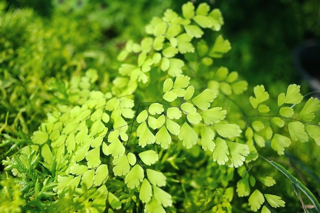 Samambaia verde deixa o fundo da natureza