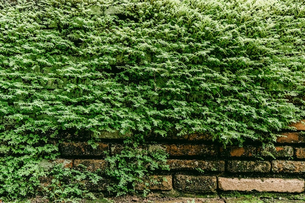 Samambaia verde na parede de tijolo