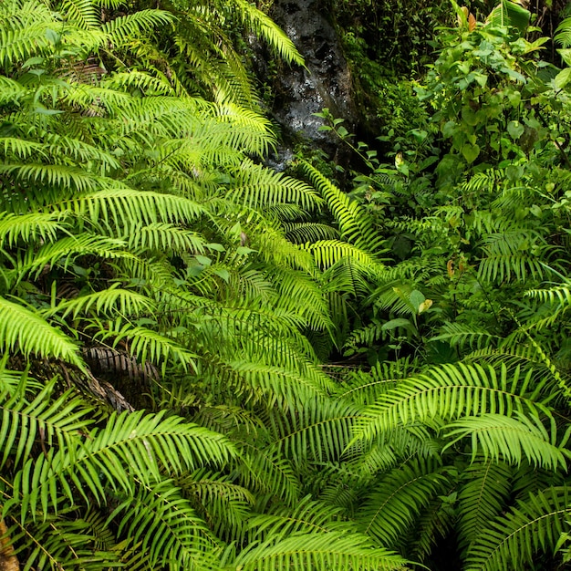 Samambaias e carvalhos ao longo do rio em ubud bali