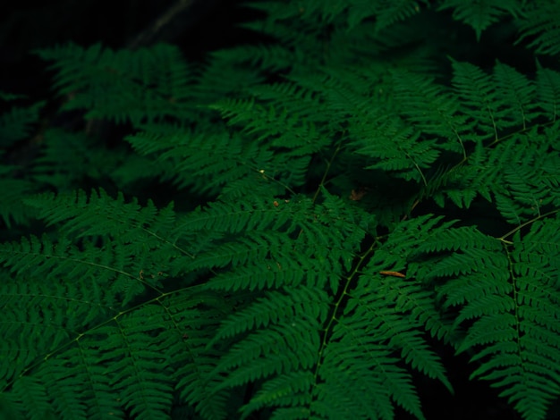 Samambaias na floresta em cores sombrias para o fundo