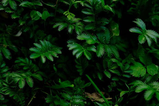 Samambaias na floresta Lindas samambaias deixam folhagem verde Close-up de lindas samambaias em crescimento na floresta Fundo de samambaia floral natural à luz do sol