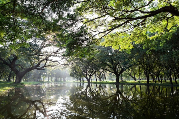 Samanea saman Gran árbol de lluvia