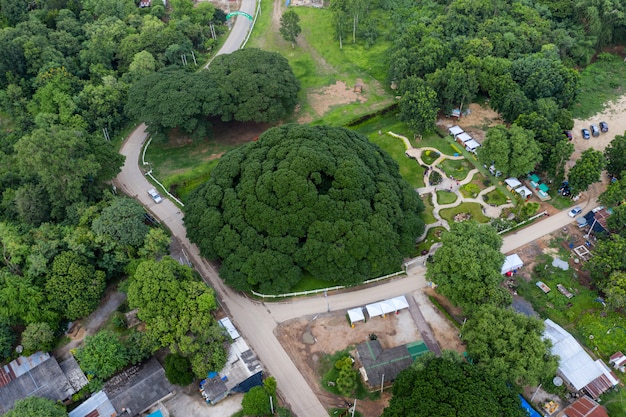 Samanea saman ou rain tree, a maior árvore em 100 anos em kanchanaburi