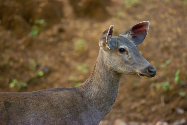 Sambar Deer