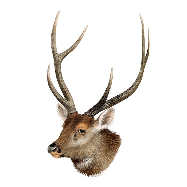 Sambar Hirsch png-Aufkleber Vintage-Illustration von Wildtieren auf durchsichtigem Hintergrund Mehr digital verbessert aus unserer eigenen Ausgabe des Buches The Great and Small Game von Richard Lydekker aus dem Jahr 1900