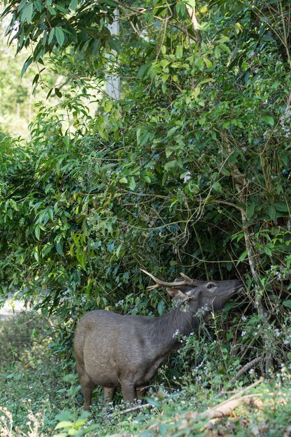 Sambar im Khao Yai Nationalpark