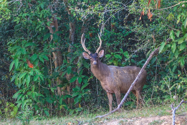 Sambarhirsch im Wald