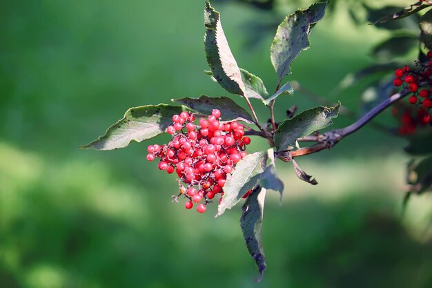 Sambucus racemosa-Pflanze. Gemeiner roter Holunder, rotbeerige Holunderbeeren auf dem Ast im Garten.