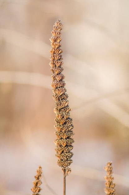 Samen von Agastache foeniculum