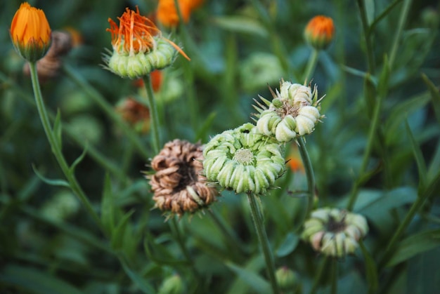 Samen von Calendula officinalis oder Garden Marigold Blumen wachsen im Garten