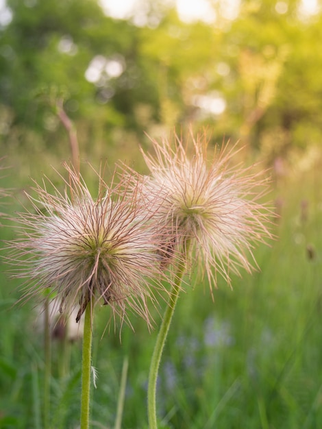 Samen von Pasque Blumen, Nahaufnahme.