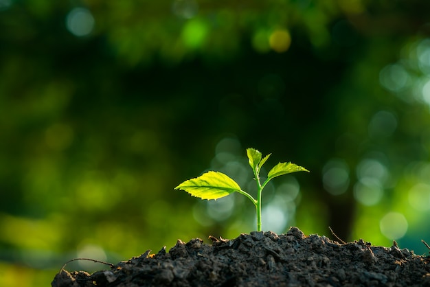 Samen wachsen im Boden und im Licht der Sonne. Bäume pflanzen, um die globale Erwärmung zu reduzieren.