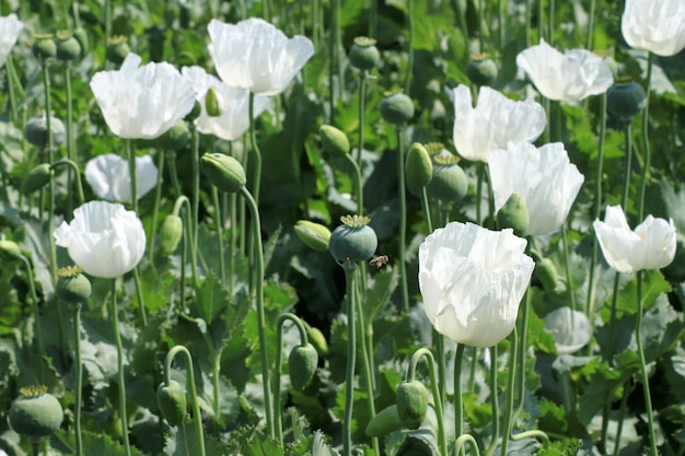 Foto samenköpfe von weißen mohn in einem feld mohn-hashish-felder